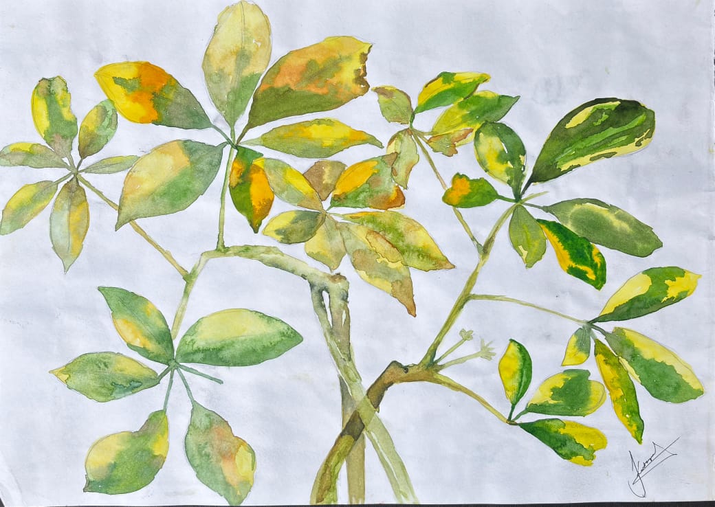 whatsapp image 2025 12 15 at 10.31.57 pm (1)