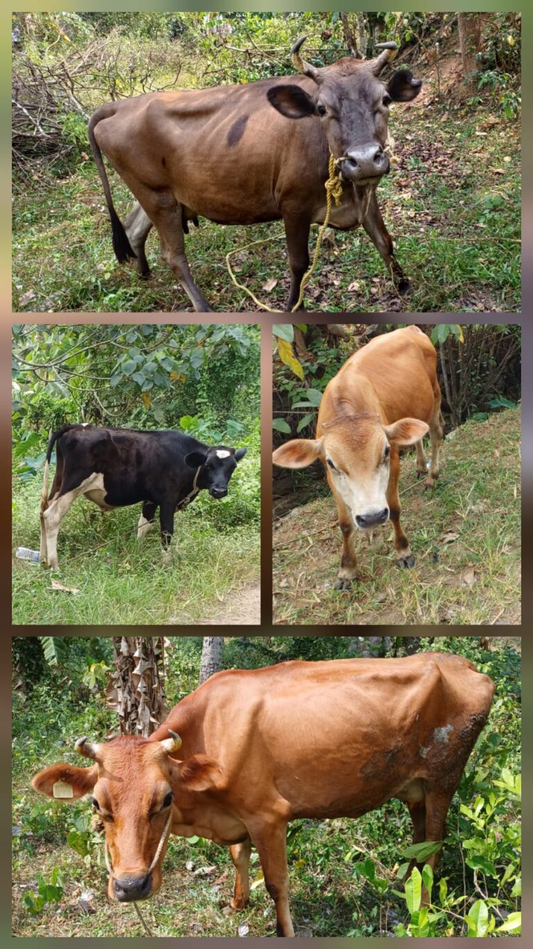 Helping to feed cattle kept by a poor lady.